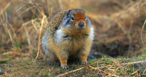 Marmotta